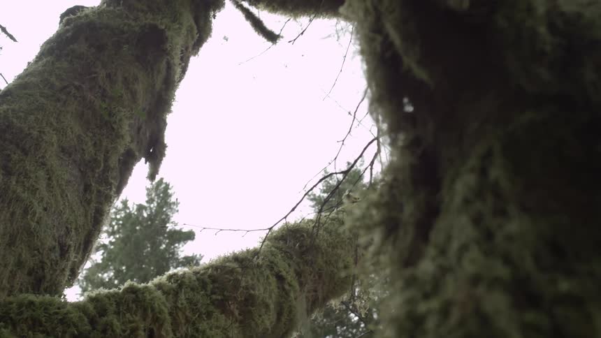 Looking up at moss covered trees in later afternoon light deep in the wilds of the Pacific Northwest in winter