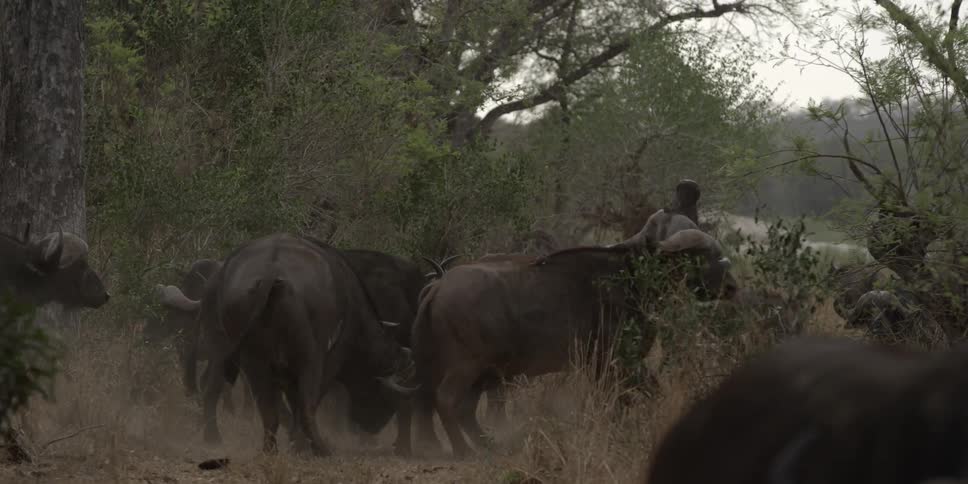 Water buffalo tussling in the scrub grass