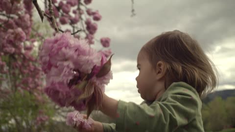 A toddler grabs onto a bundle of flower blossoms on a tree