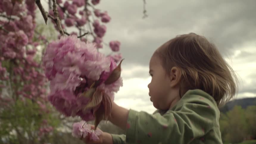 A toddler grabs onto a bundle of flower blossoms on a tree