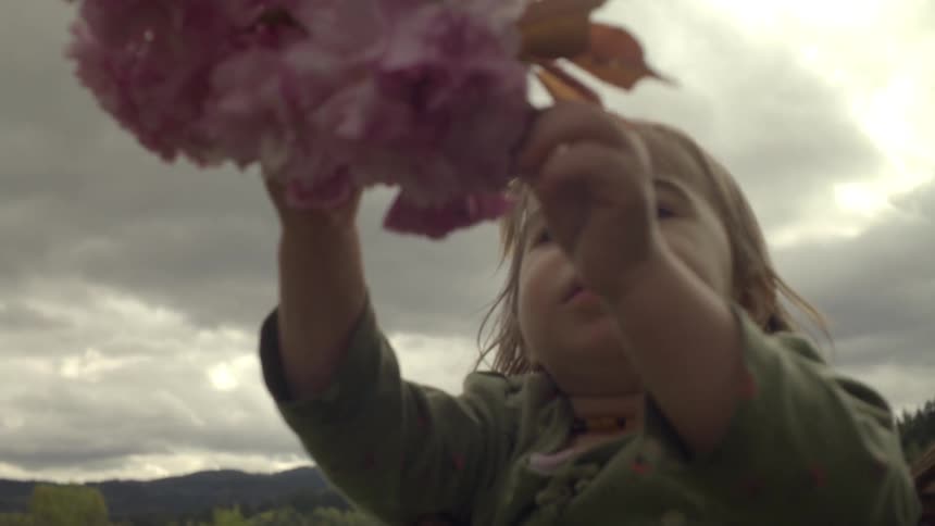 A toddler tears petals off of flower blossoms