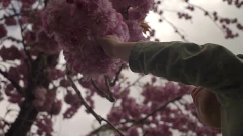 A toddler picking flowers off of a tree