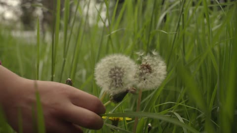 Close up of a hand picking up a dandelion in the grass