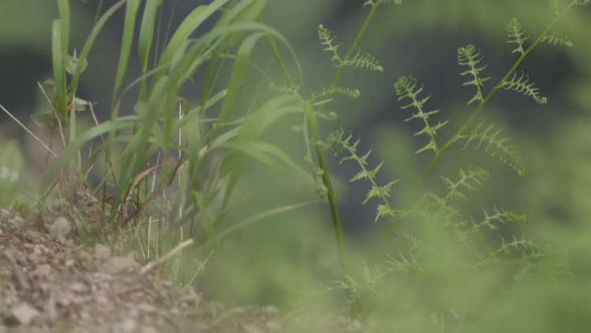 Slow tilt up revealing green grasses in the foreground with out of focus water cascading in the background