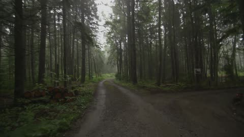Someone is running on a trail in the forest