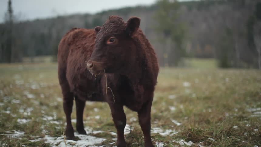 Brown cow looking around a snowy field