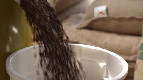 Coffee beans fall out of a machine into a container
