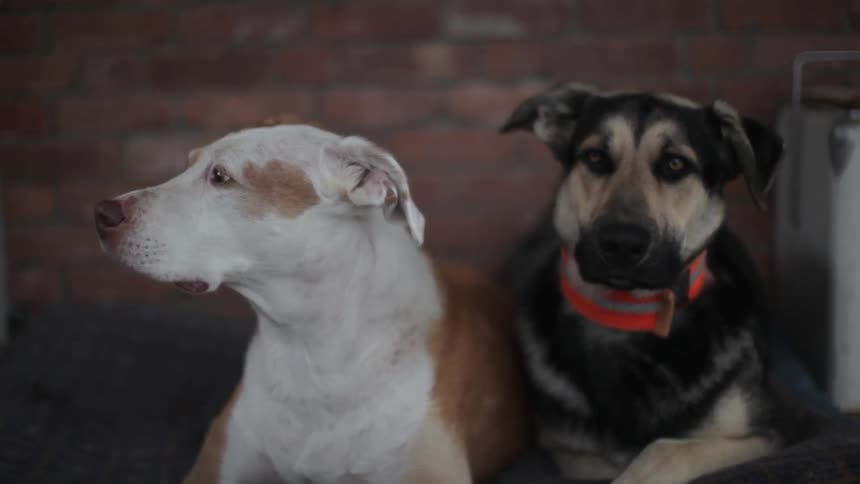 Two dogs resting in front of a brick wall