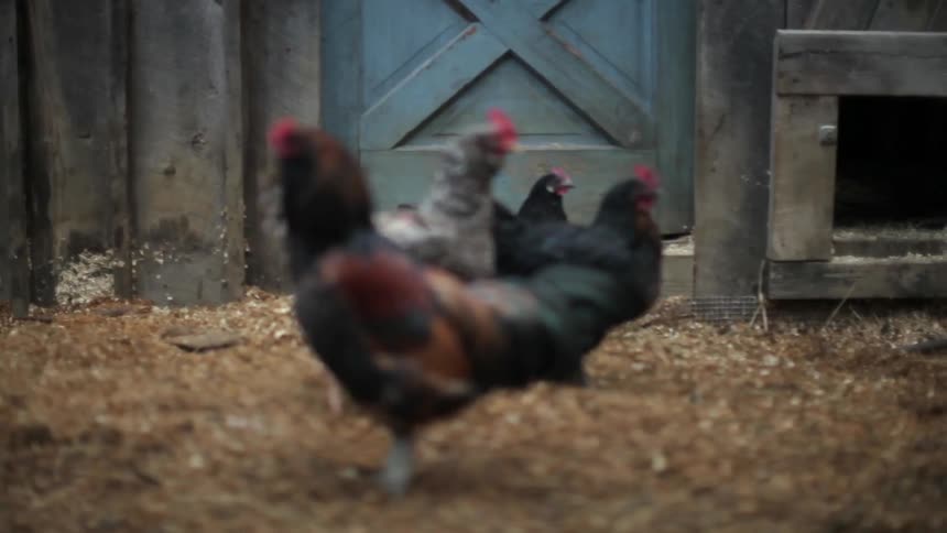 Roosters outside of a door
