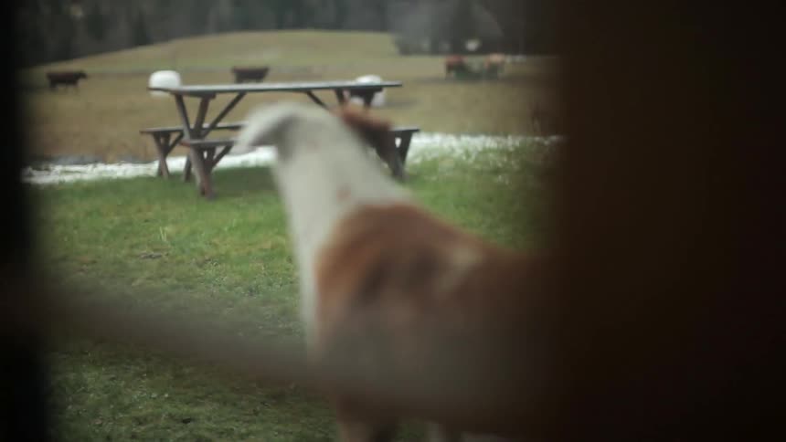 A dog looks out over a field