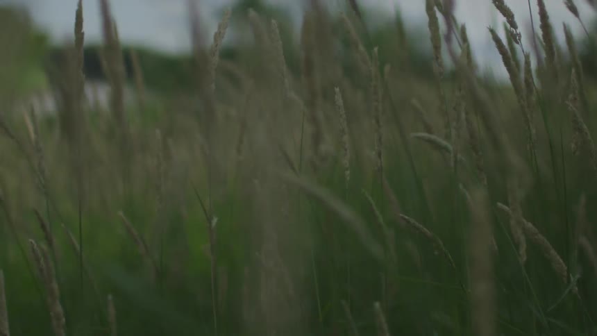 Wind blowing tall stalks of vegetation on a cloudy day
