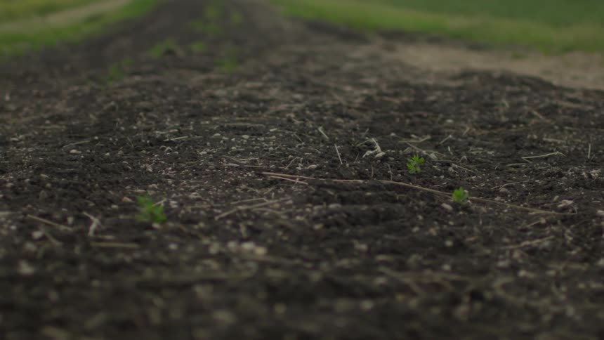 Small weeds growing  out of brown soil