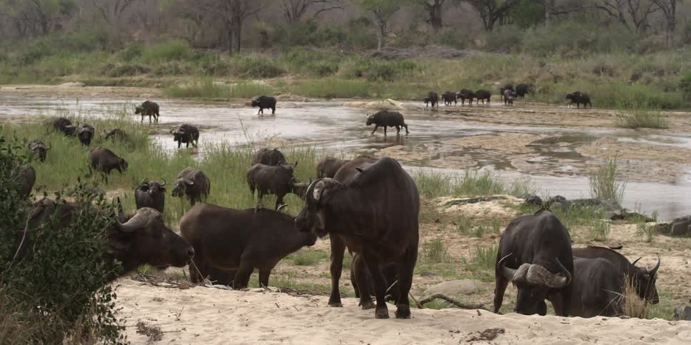 Loose heard of water buffalo standing around