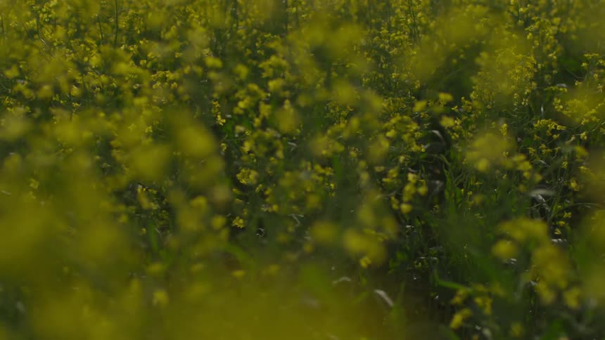 Field of yellow wild flowers