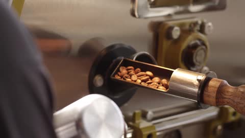Coffee beans are scooped from a roaster