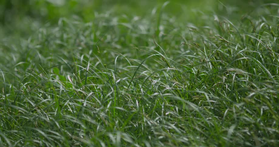 A field of tall green grass