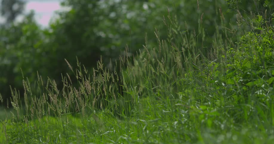 A slight breeze blows through a meadow with tall grass behind some trees