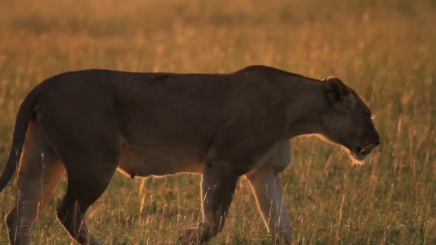 A lioness walks through a grassy field