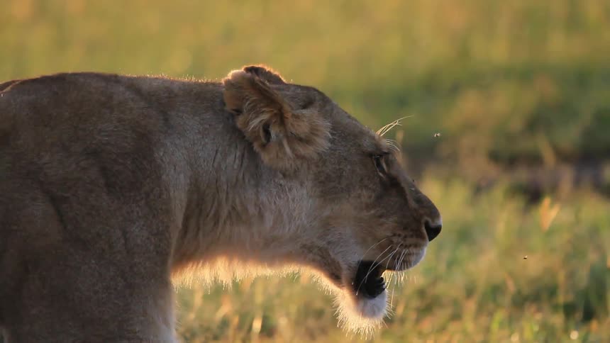 A lioness paces grasslands