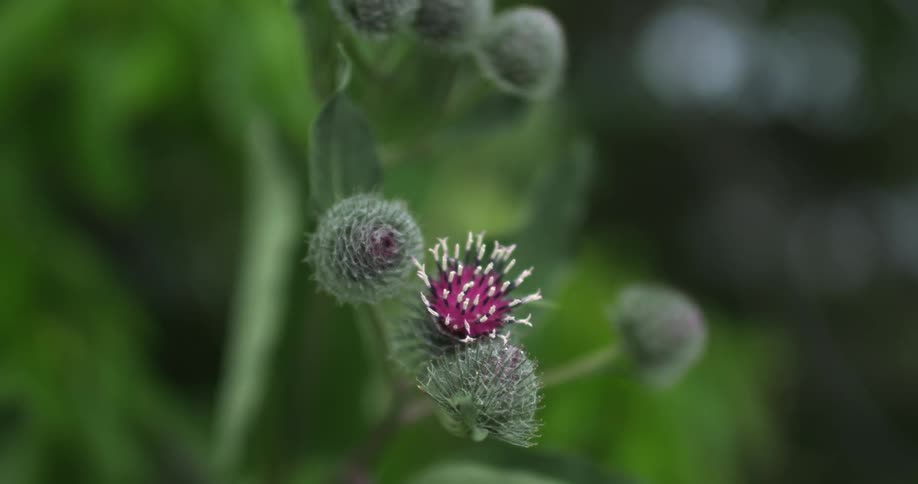 A flower blossoms on a plant