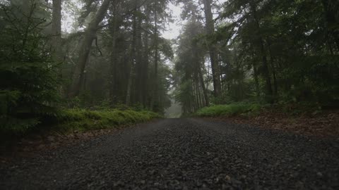 A quiet trail in the woods