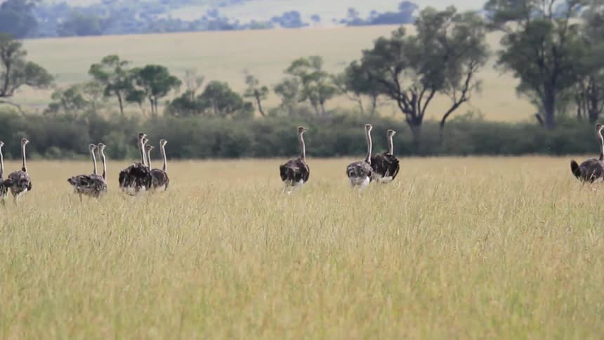 A group of ostriches run through a grassy field