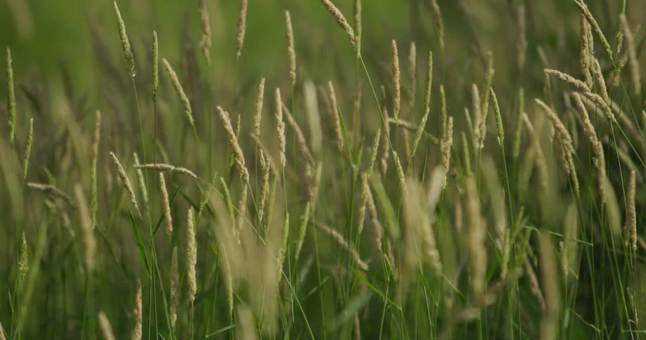 Grass rustles in the breeze