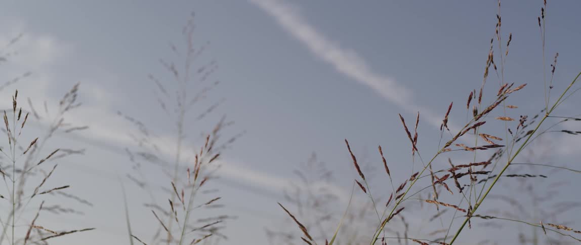 Seeded grass stalks sway in the breeze against the day sky