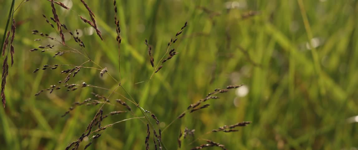 Up close of blades of grass