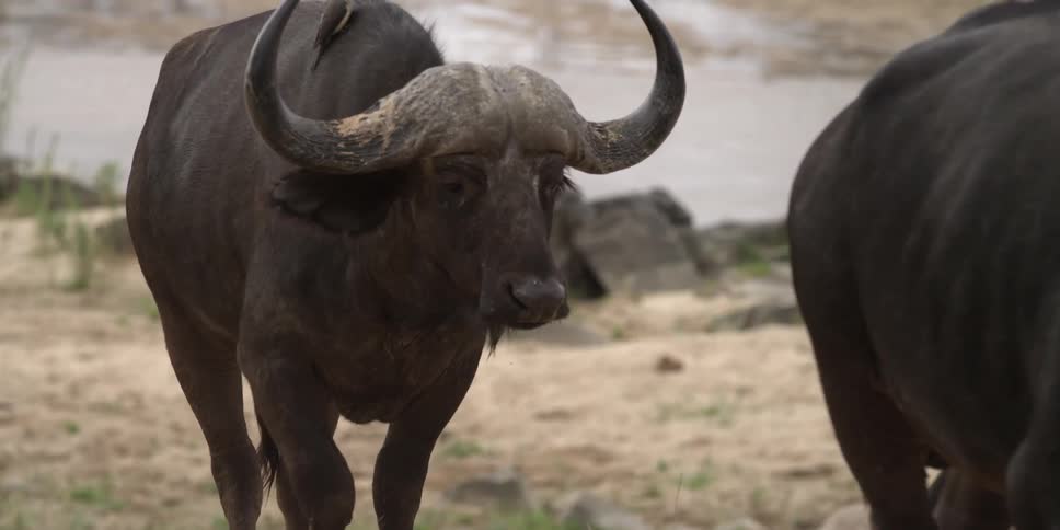 Two oxen walking in a sandy place with birds on their backs