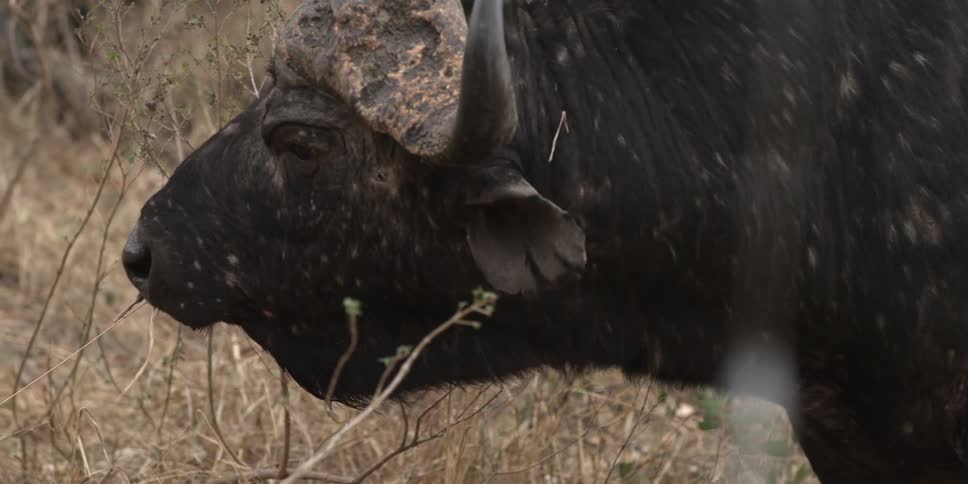 A yak stands in a grassy area