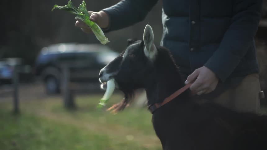 Person holding goat and feeding it lettuce