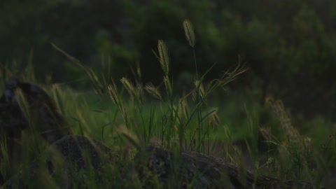Blades of grass