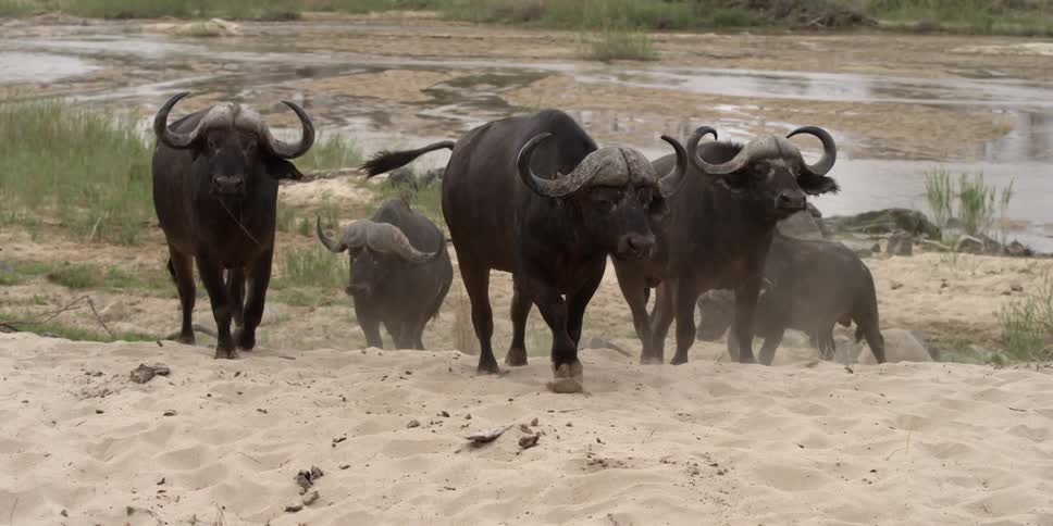 A herd of wild buffalo walks on the sand