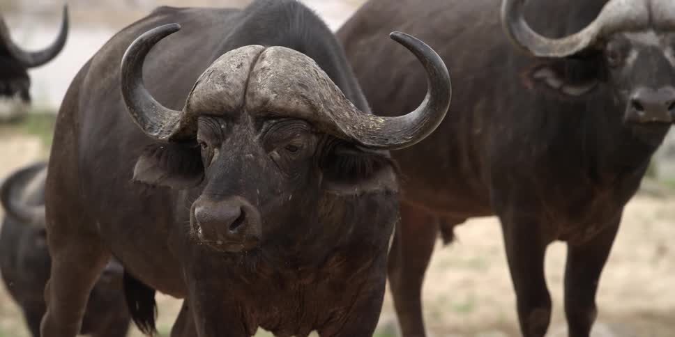 Two water buffalo standing together, while one looks around sleepily