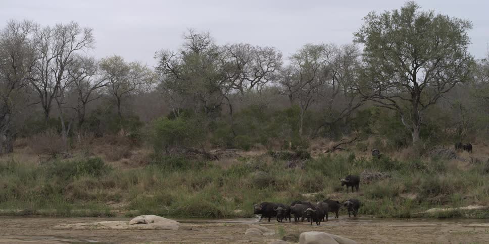 A group of yak enter shallow water