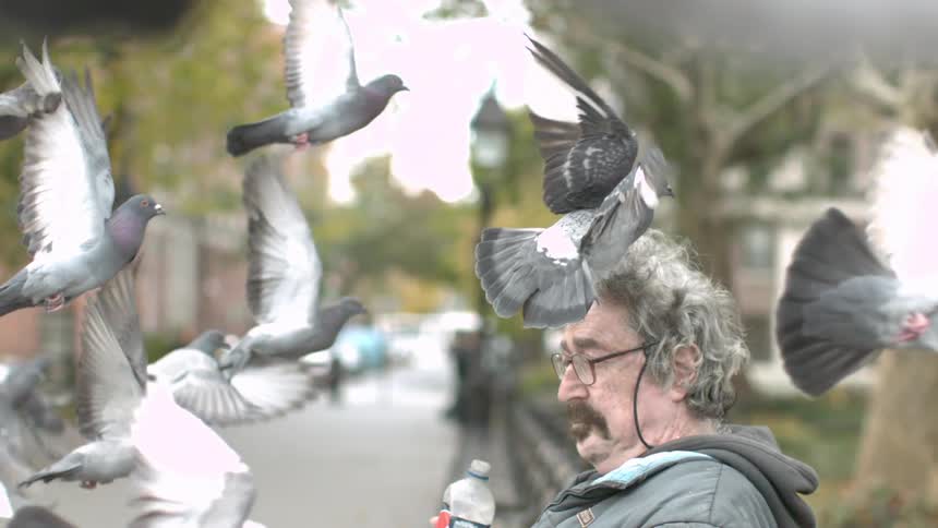Pigeons fly in slow motion near a man