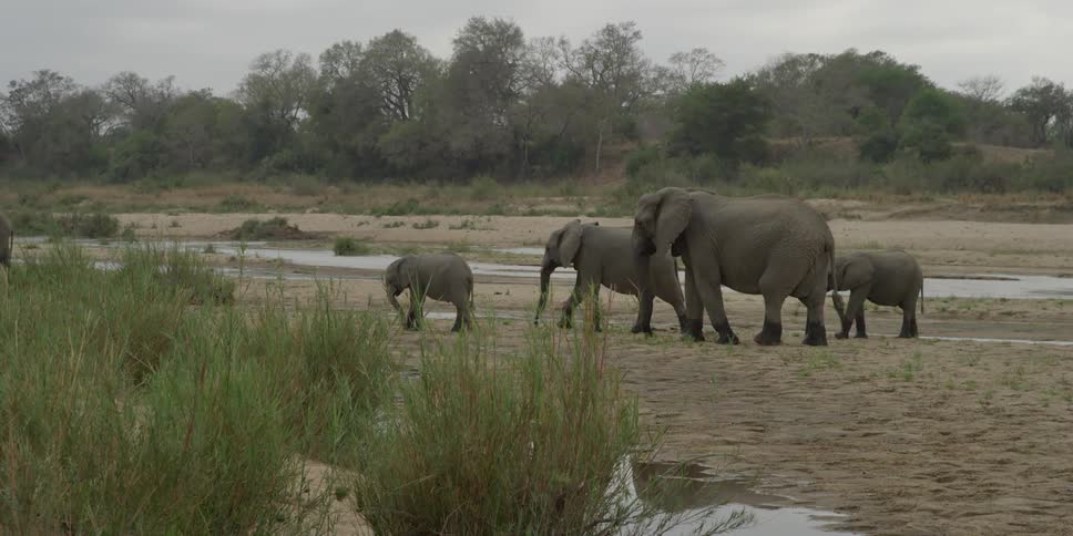 A small herd of elephants