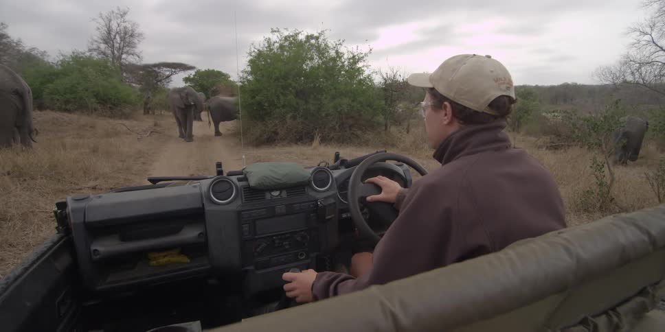 A man driving a jeep on a dirt road and stopping as he nears a group of elephants