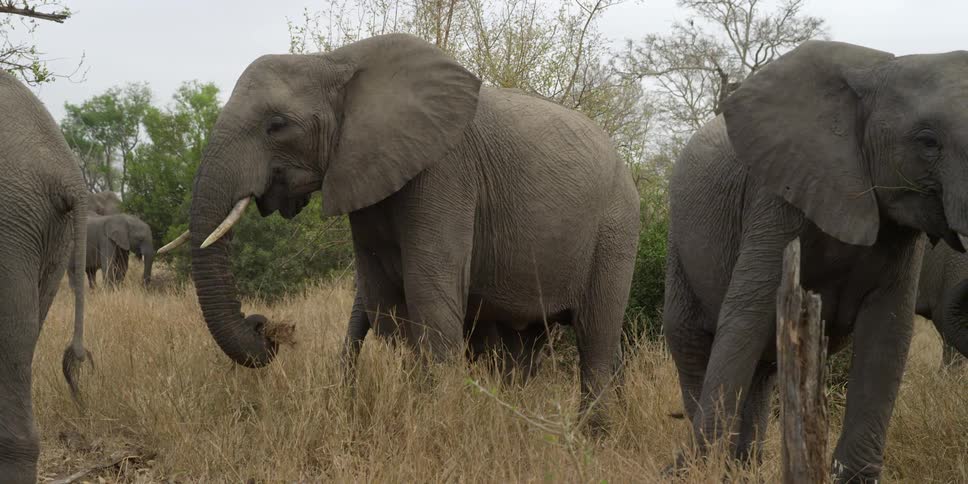 A heard of elephants eating grass