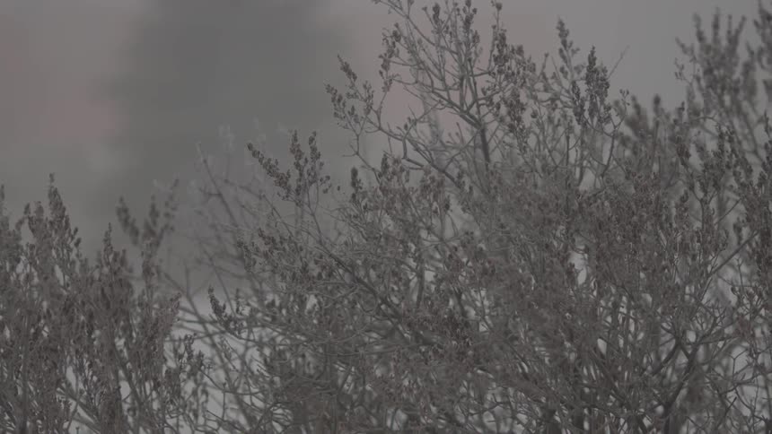 A view of snow-covered bushes while cars go by in the background