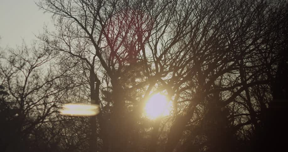 The sun shines through tree branches