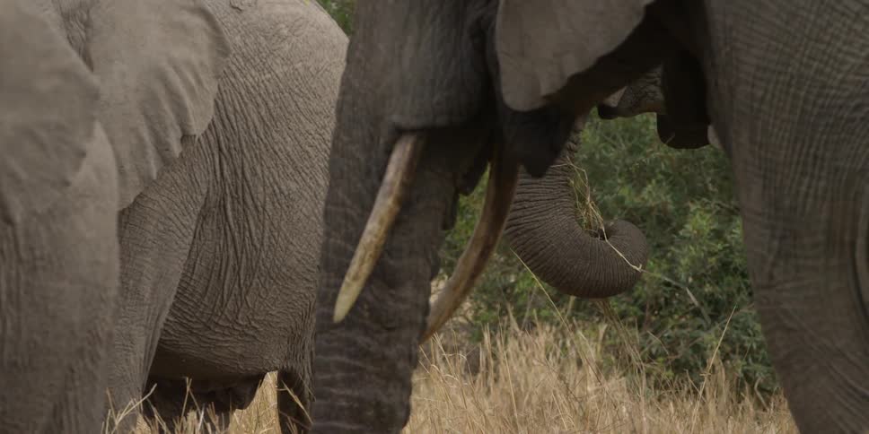 Elephants eat grass in a field