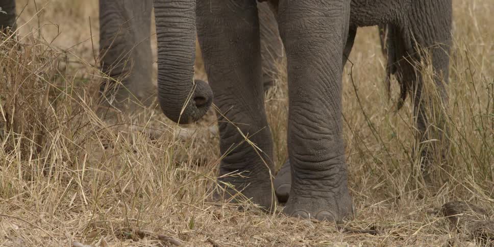 Elephants grab grass with their trunk in the field