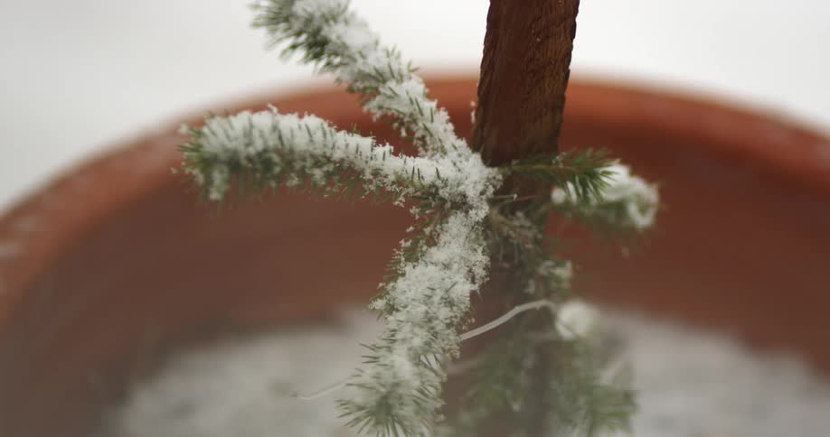 Snow falling on a pine tree sapling tied to a stake