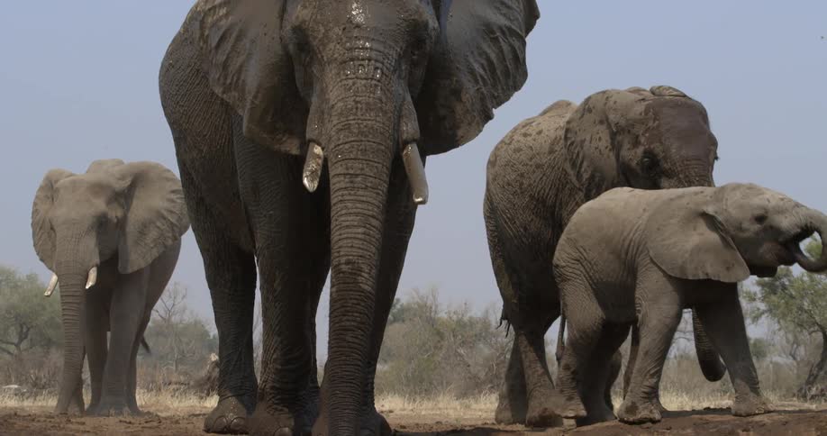 A pack of elephants next to a watering hole