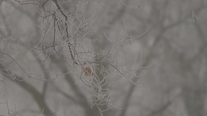 A snow covered branch hangs from a tree