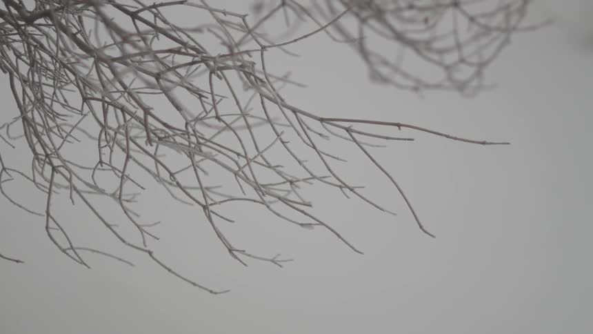 An ice covered tree on a cloudy day