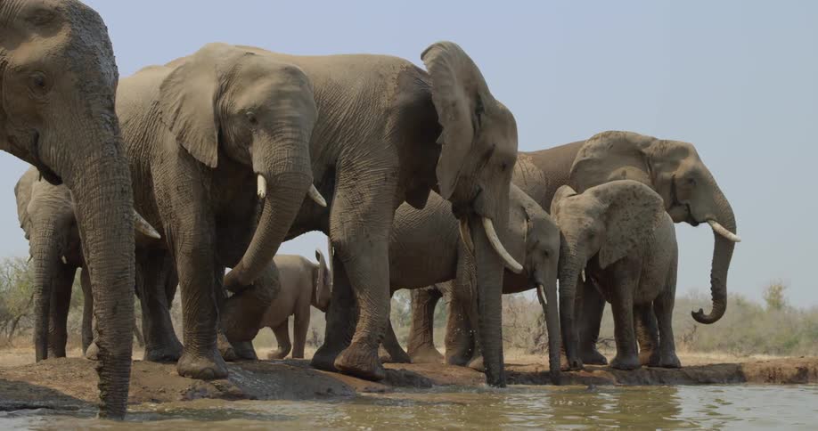 Herd of elephant drink from water hole