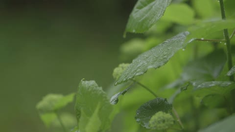 Water drips from rustling green leaves